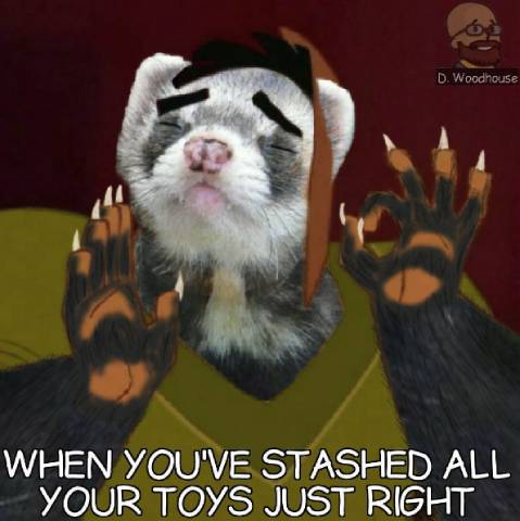 Ferret Toy Organization Rules