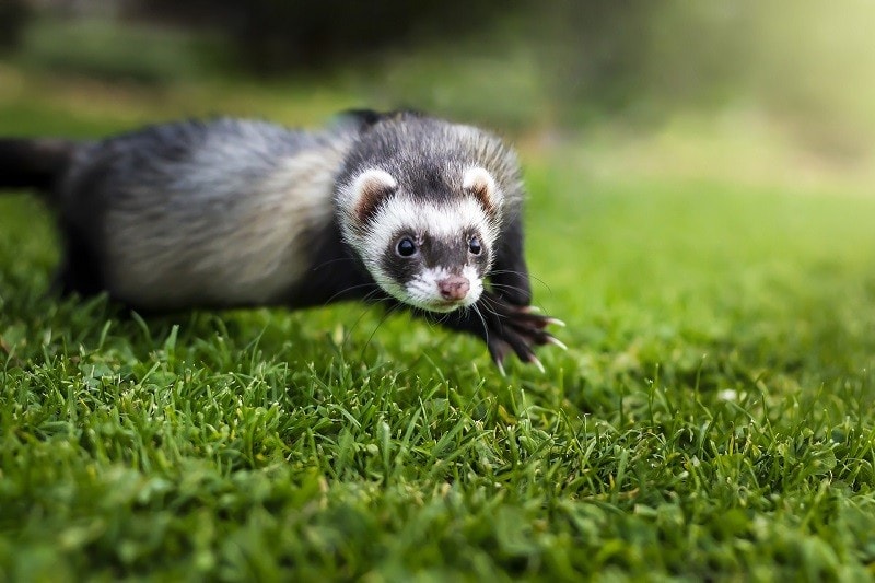 Ferret Training