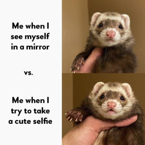 Ferret-genic