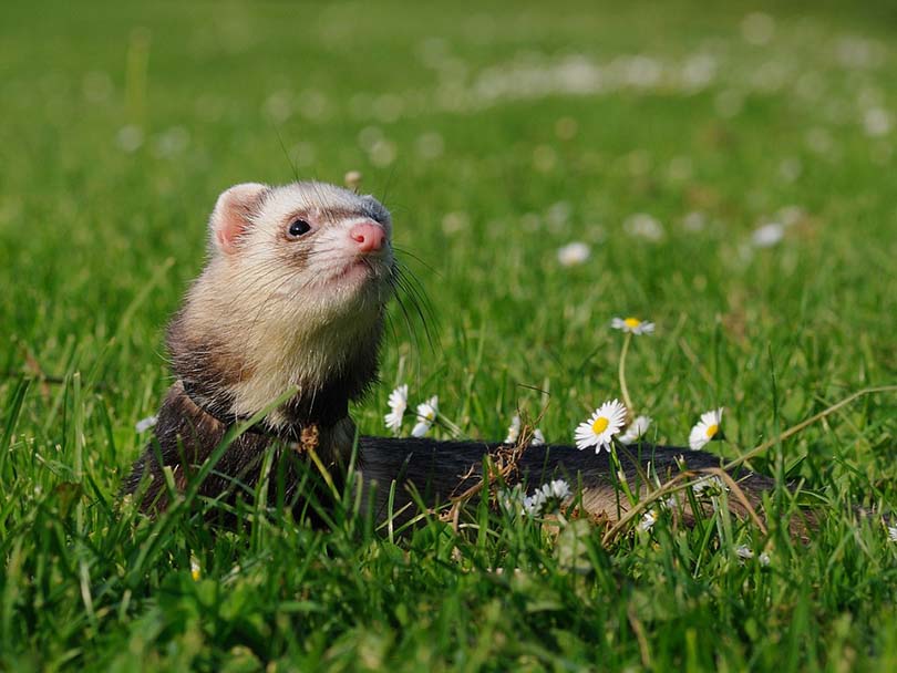 Ferret in the field