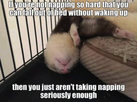Ferrets Love Their Sleep