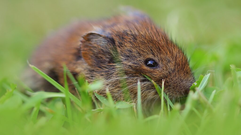 Field Mouse