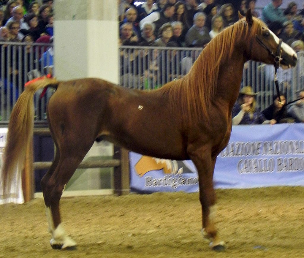 Fieracavalli