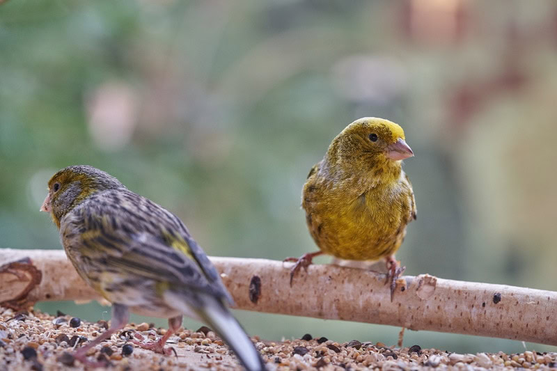 Finch and canary on a tree branch