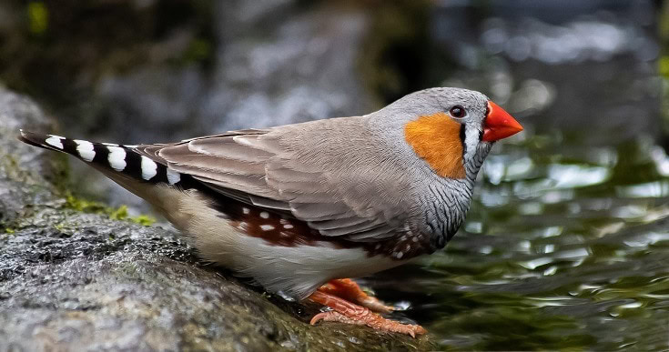 Finch