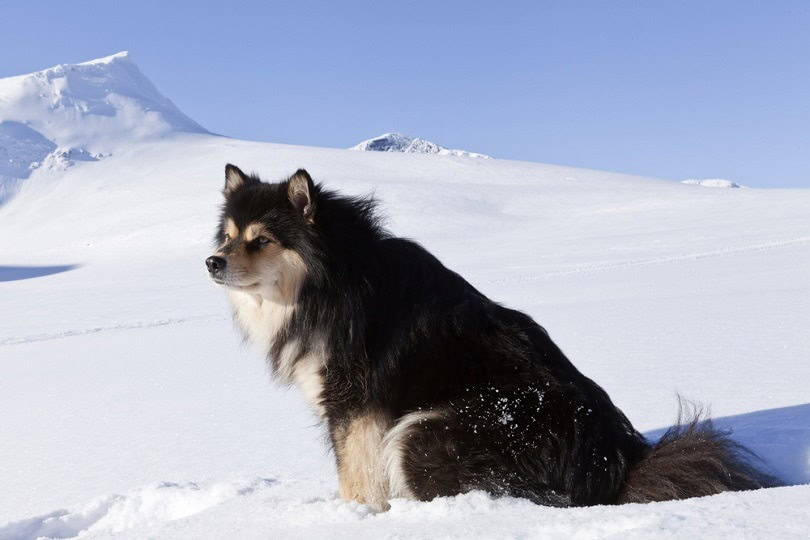 Finnish-Lapphund