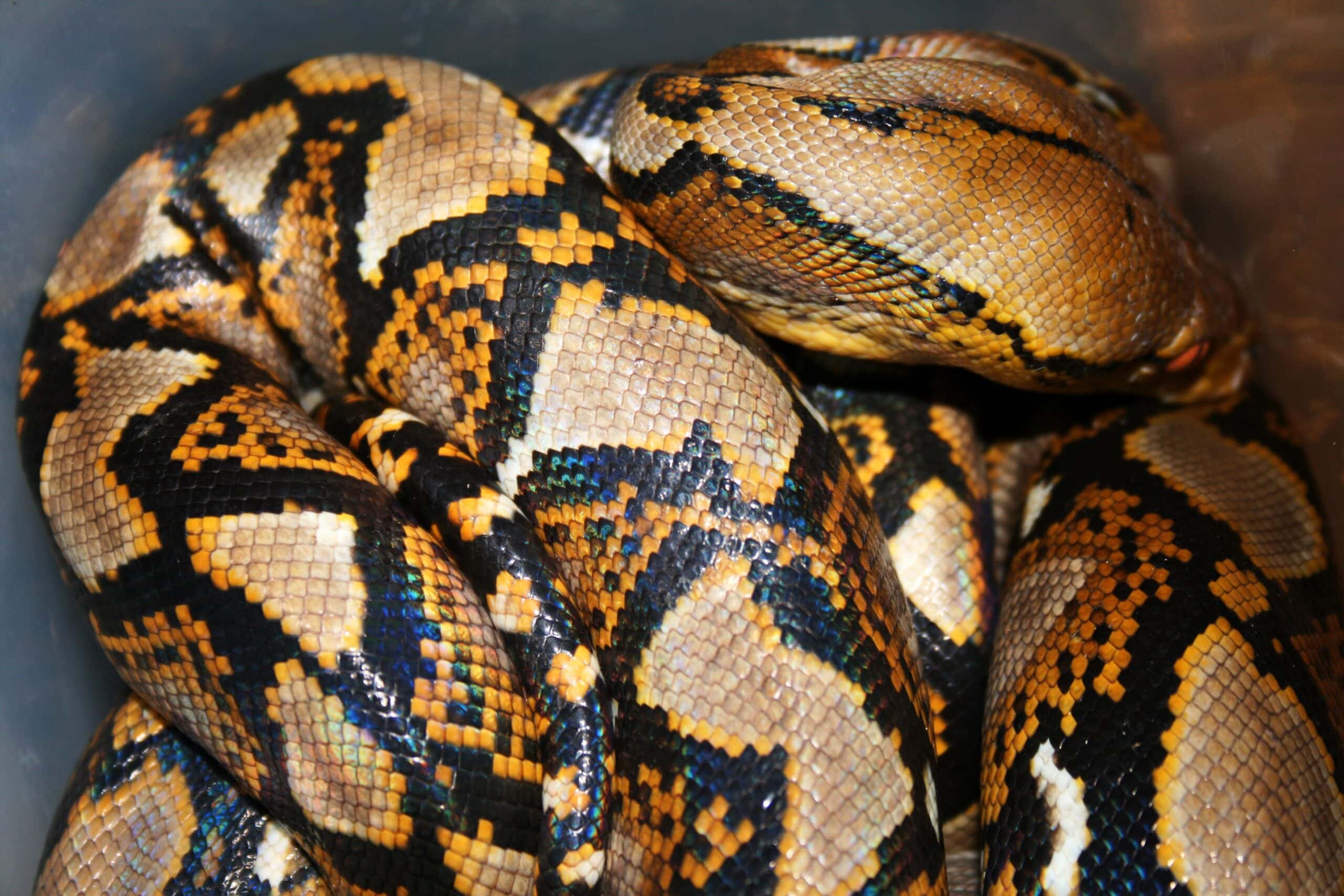 Firefly Ball Python Morph