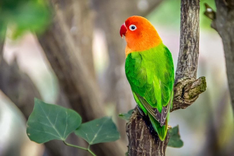 Fischer's Lovebird Close Up