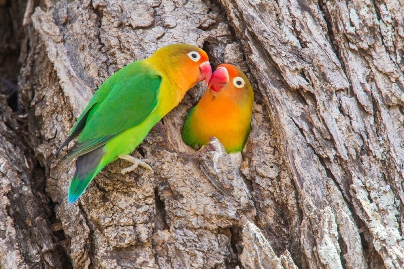 Fischer’s Lovebirds