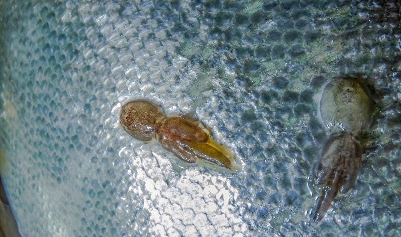 Fish Skin infected