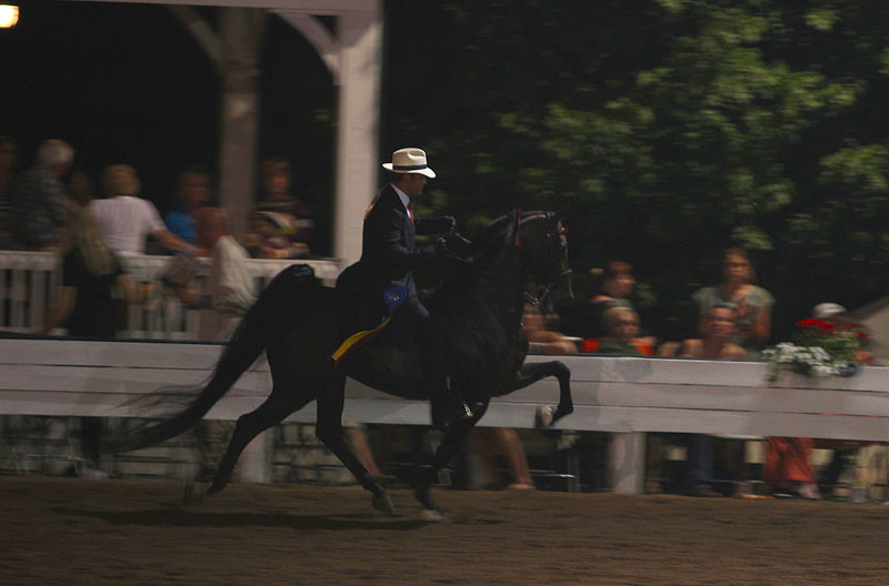 Five Gaited Horse Racking