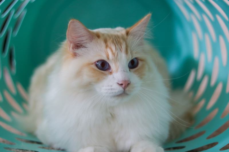 Flame Point Ragdoll Cat in Laundry Basket