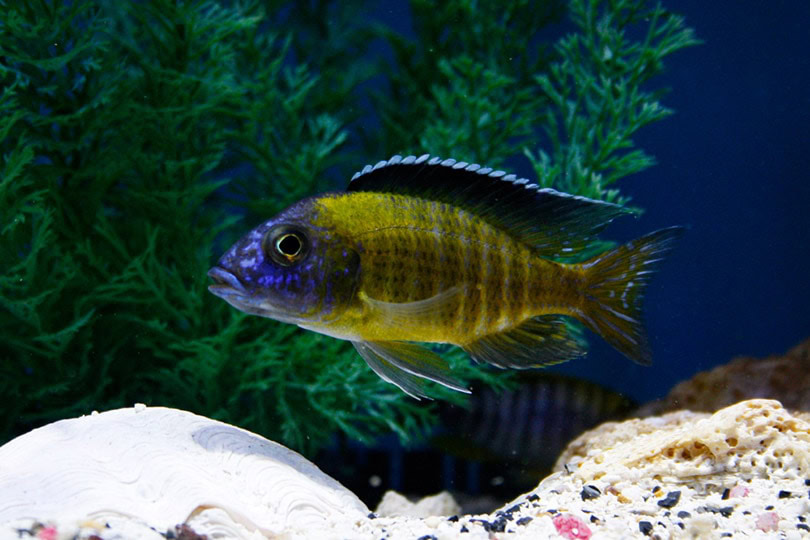 Flavescent Peacock