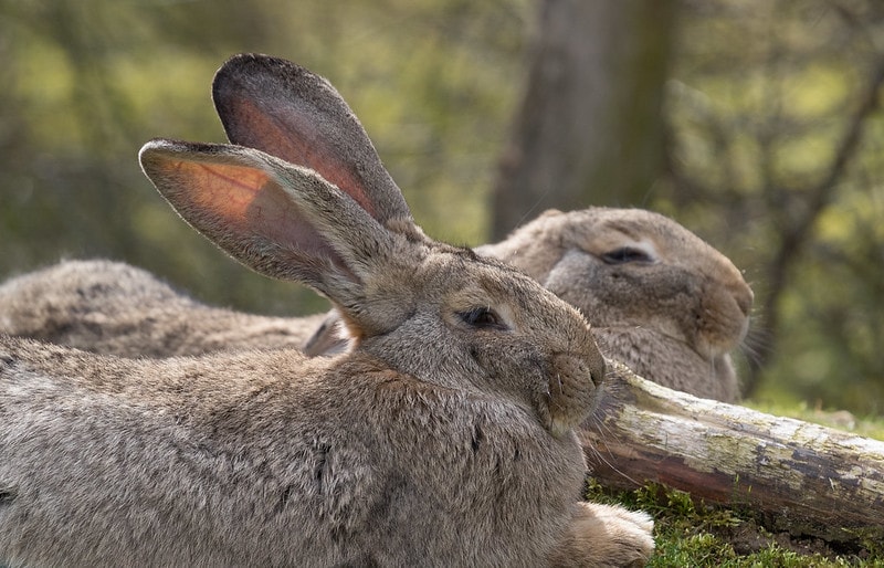 Flemish Giant Rabbit