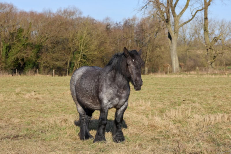 Flemish horse in the grass