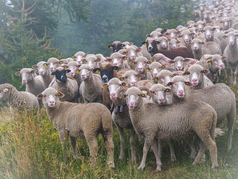Flock of herd sheep