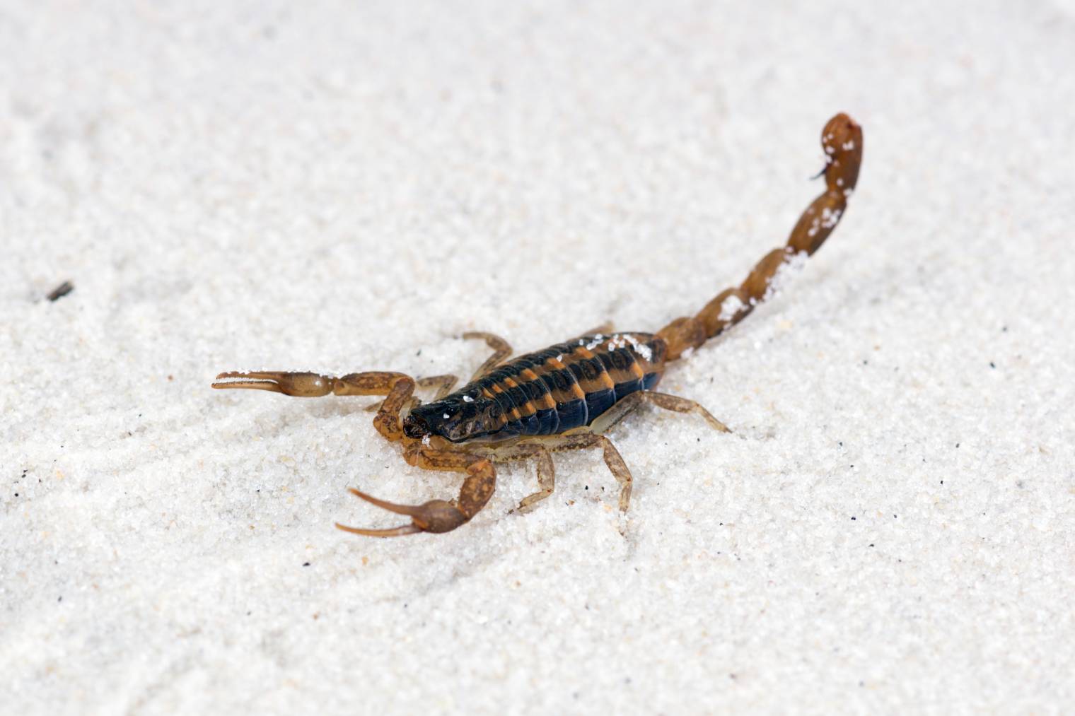 Florida Bark Scorpion side view_IrinaK_shutterstock