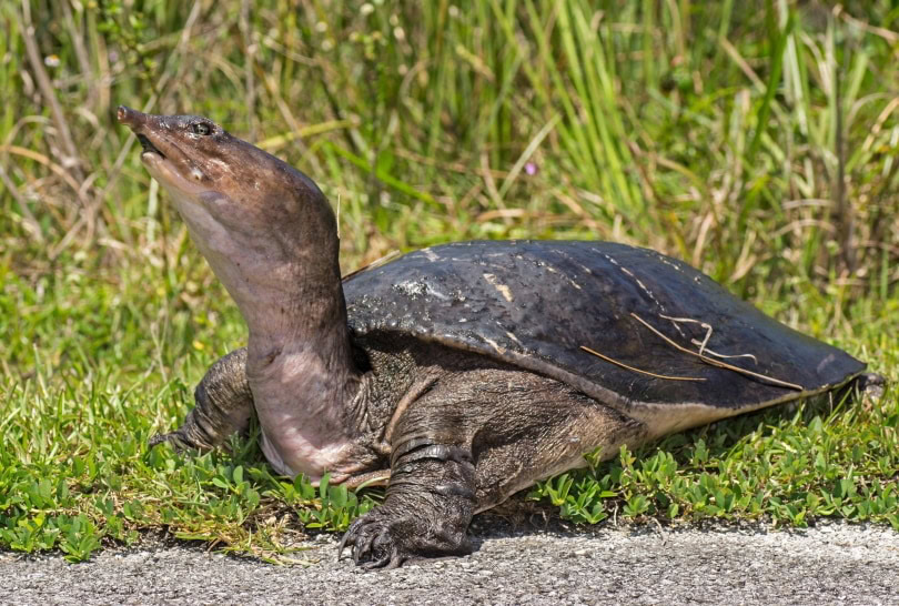 Florida softshell_Andy Lidstone_Shutterstock