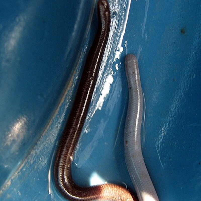 Flowerpot Snakes