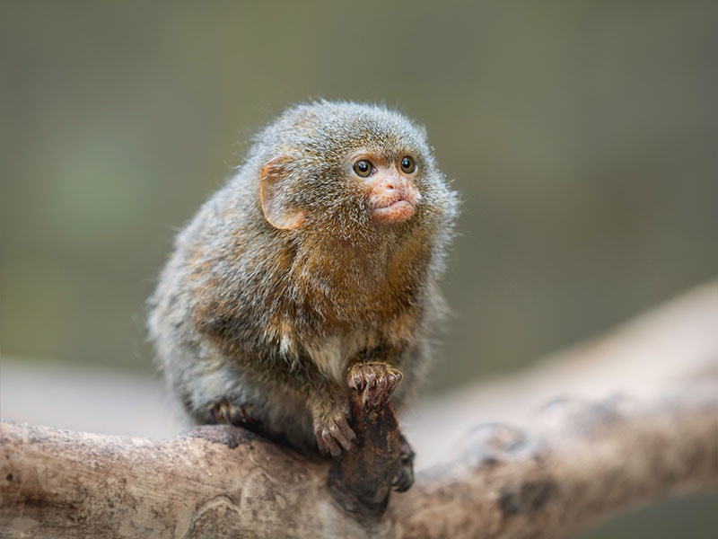 Fluffy pygmy marmoset is perching on tree branch