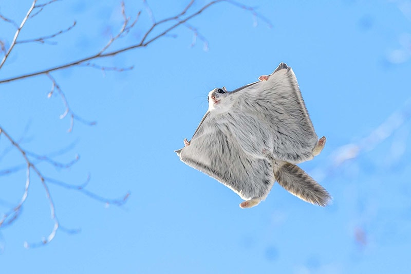 Flying Squirrels