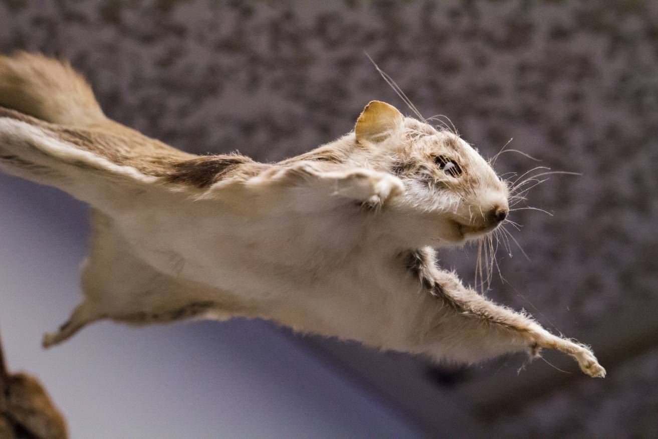 Flying Squirrels_Laura Fiorillo_Shutterstock