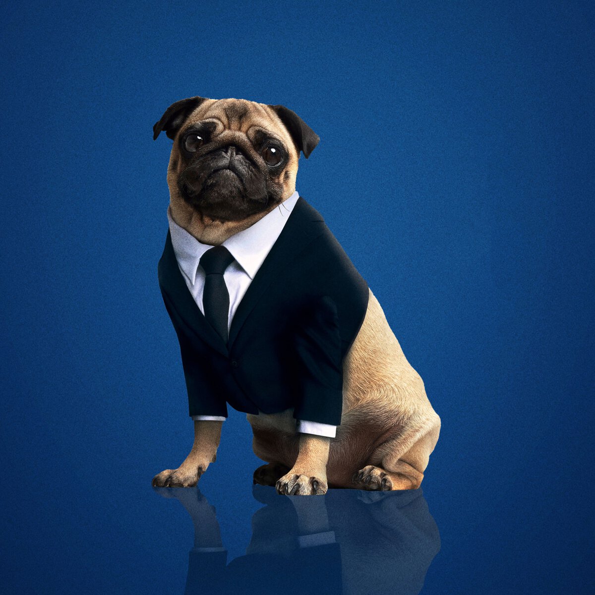 Frank the Pug from Men in Black