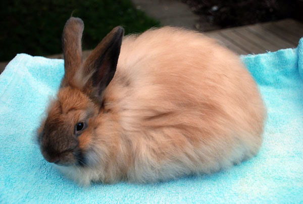 French Angora