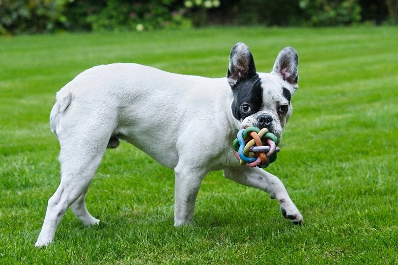French Bulldog