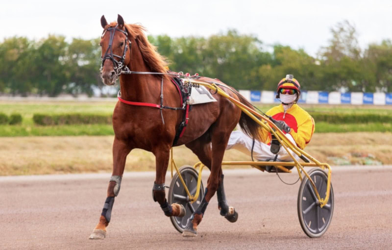 French Trotter horse with chariot