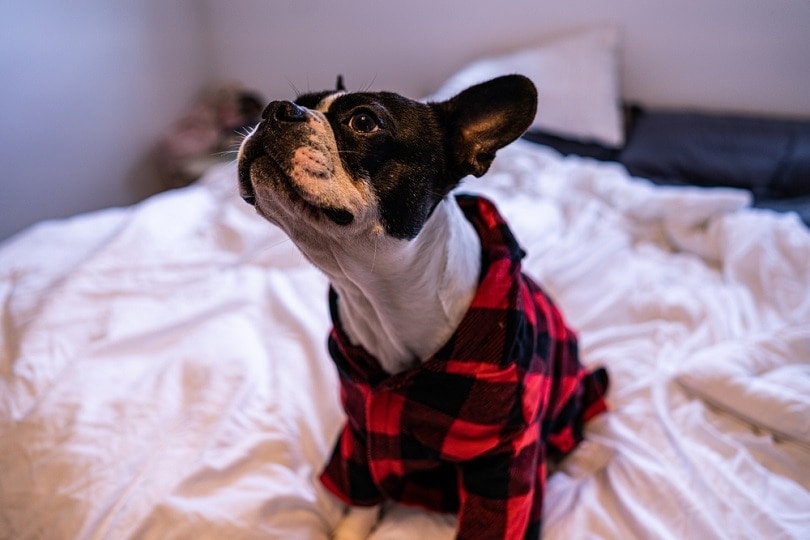 frenchton