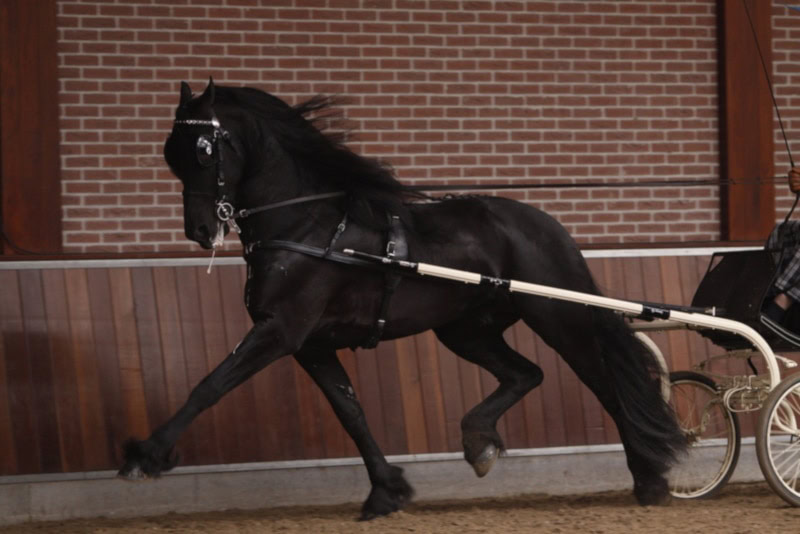 Fresian horse in front of a carriage