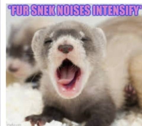 Friendly Neighborhood Fur Snake