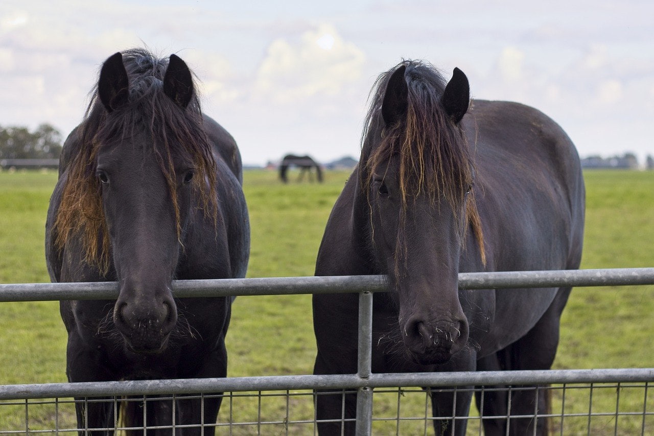 Friesian Horses