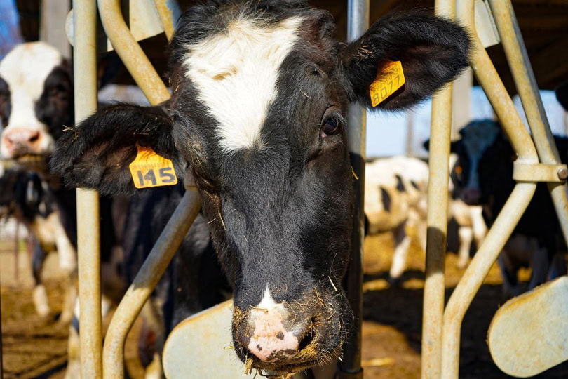 Friesian cows in the feeding pen