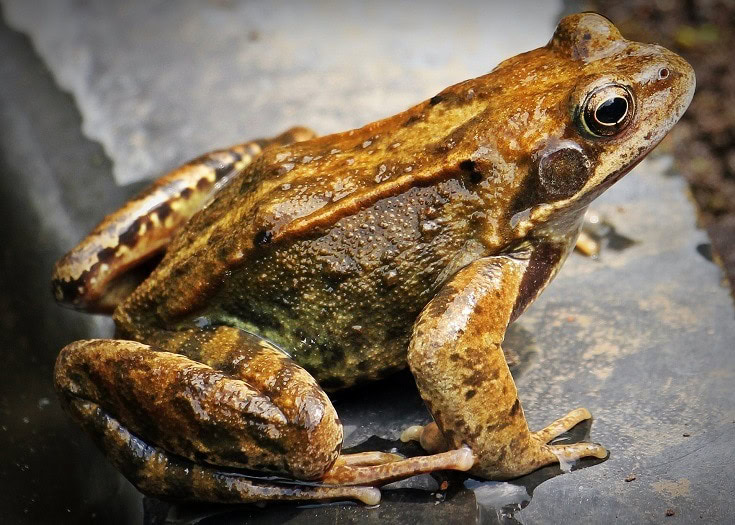 Frogs