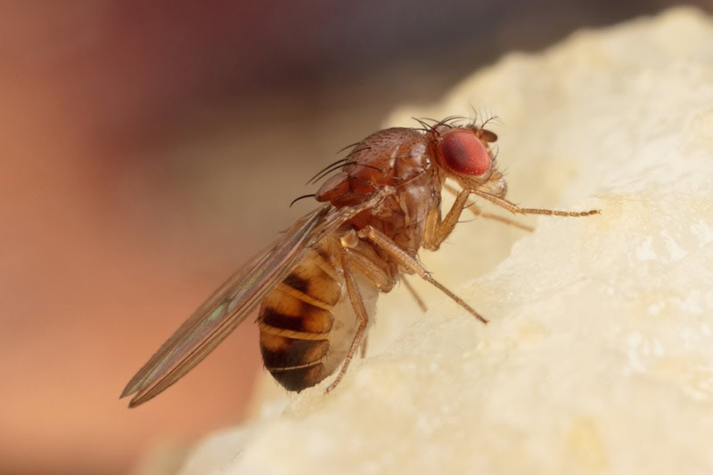Fruit Flies