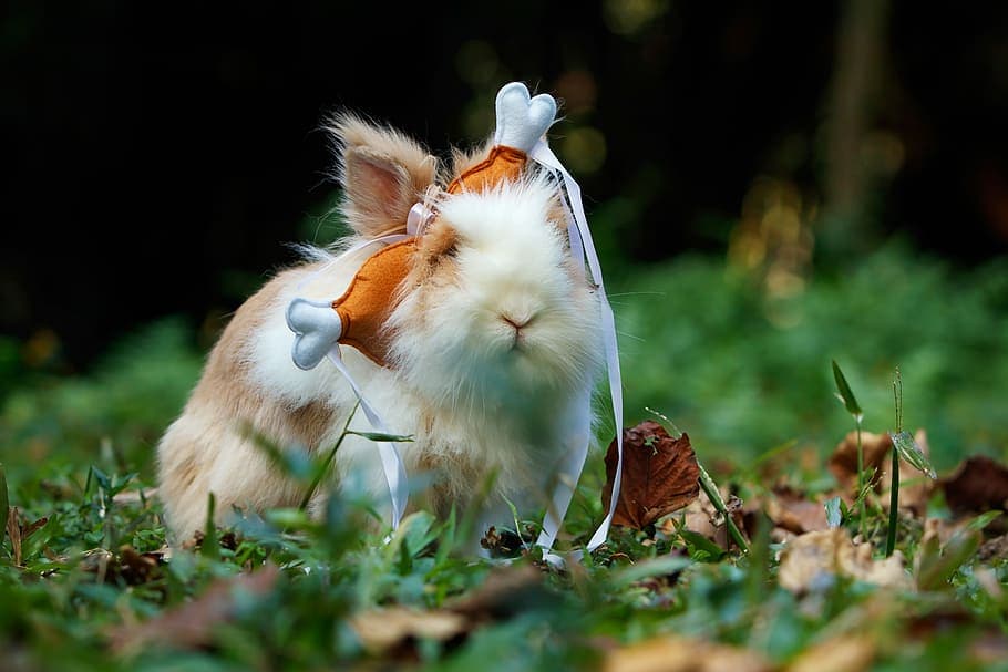 Funny rabbit picture with turkey leg hat