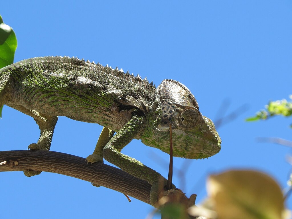 Furcifer verrucosus