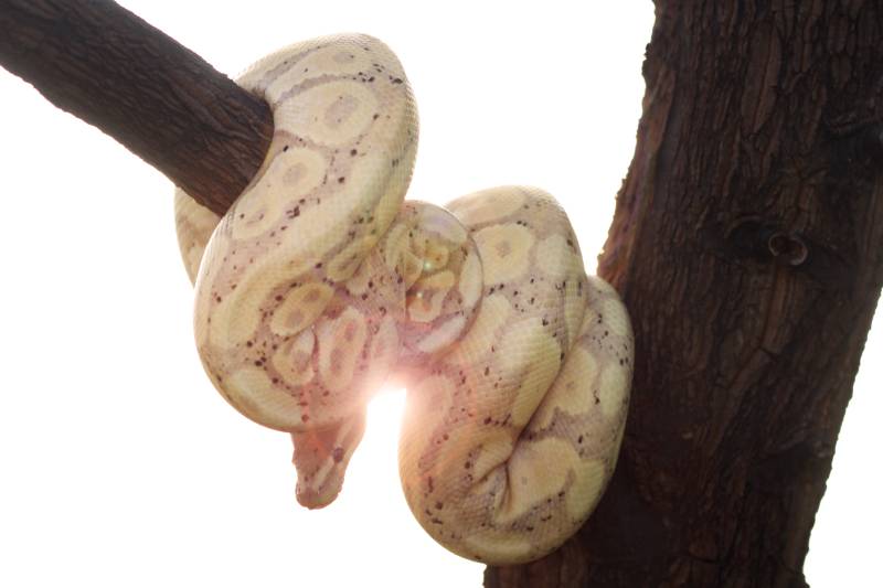 GHI ball python on green background