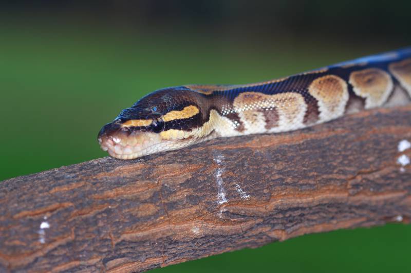 GHI ball python on green background