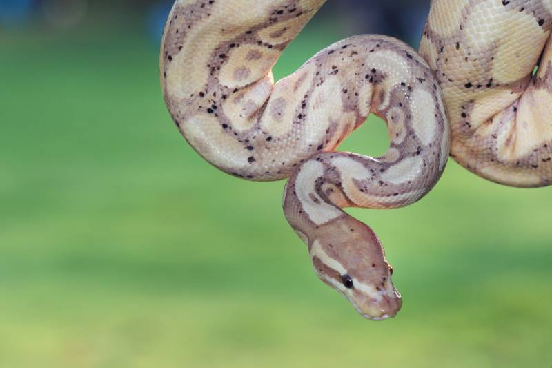 GHI ball python on green background