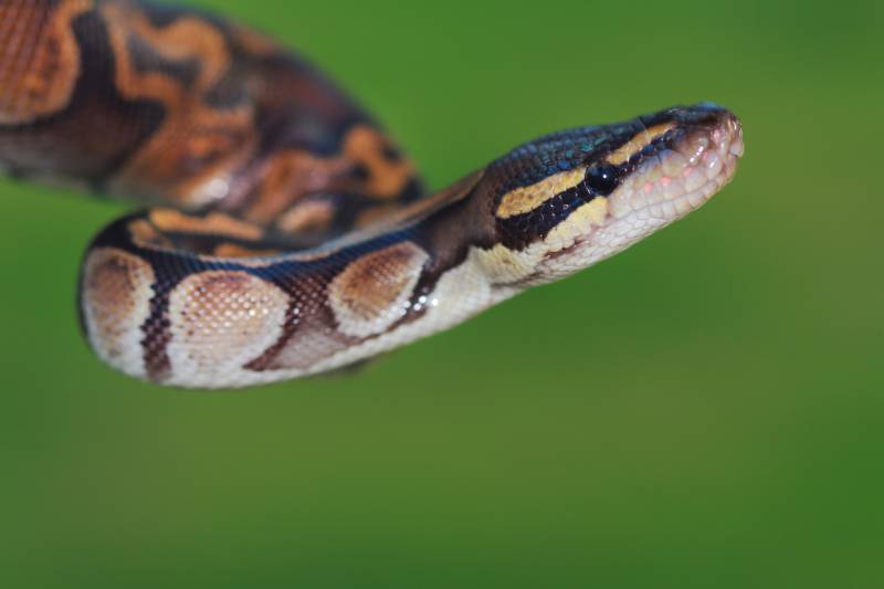 GHI ball python on green background