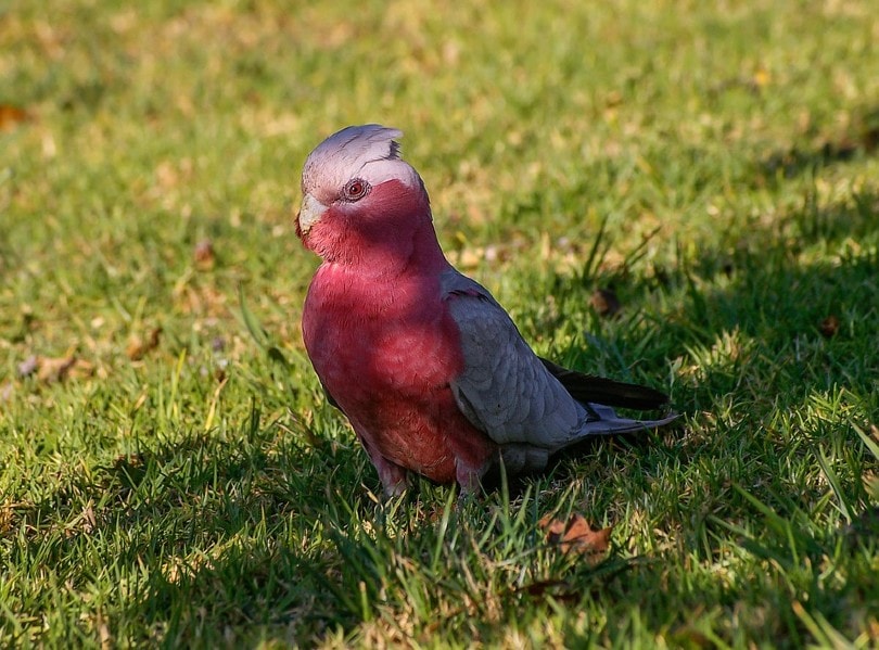 Galah Cockatoo in Grass