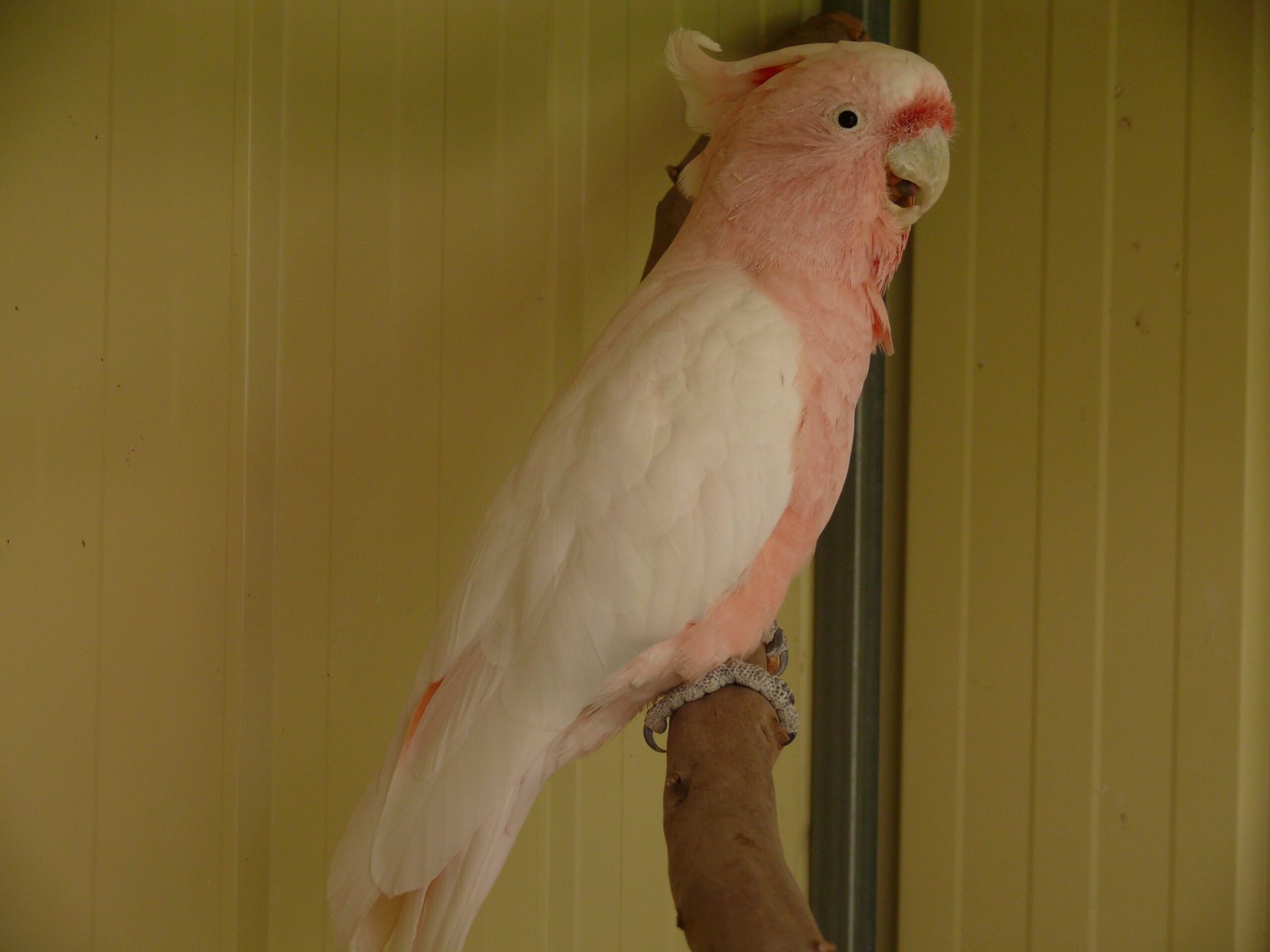 Galah Cockatoo