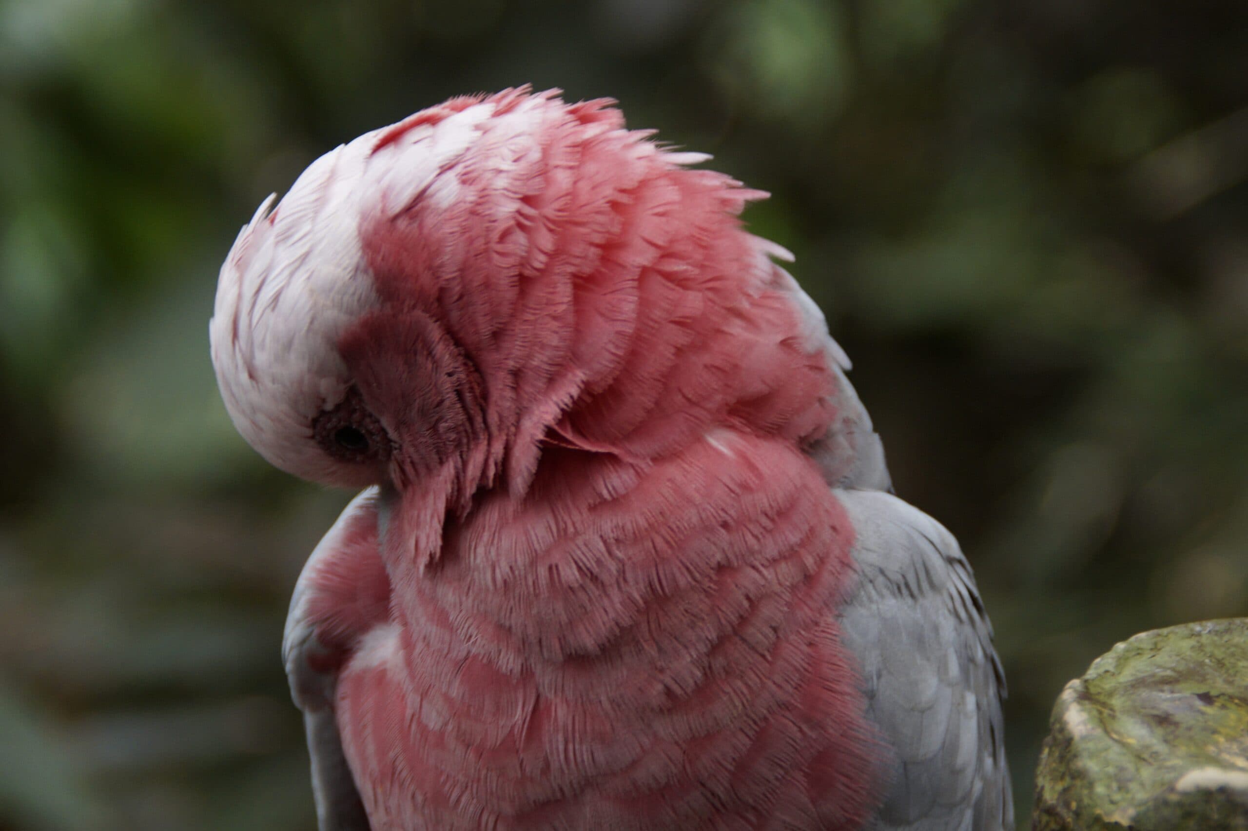 Galah Cockatoo side