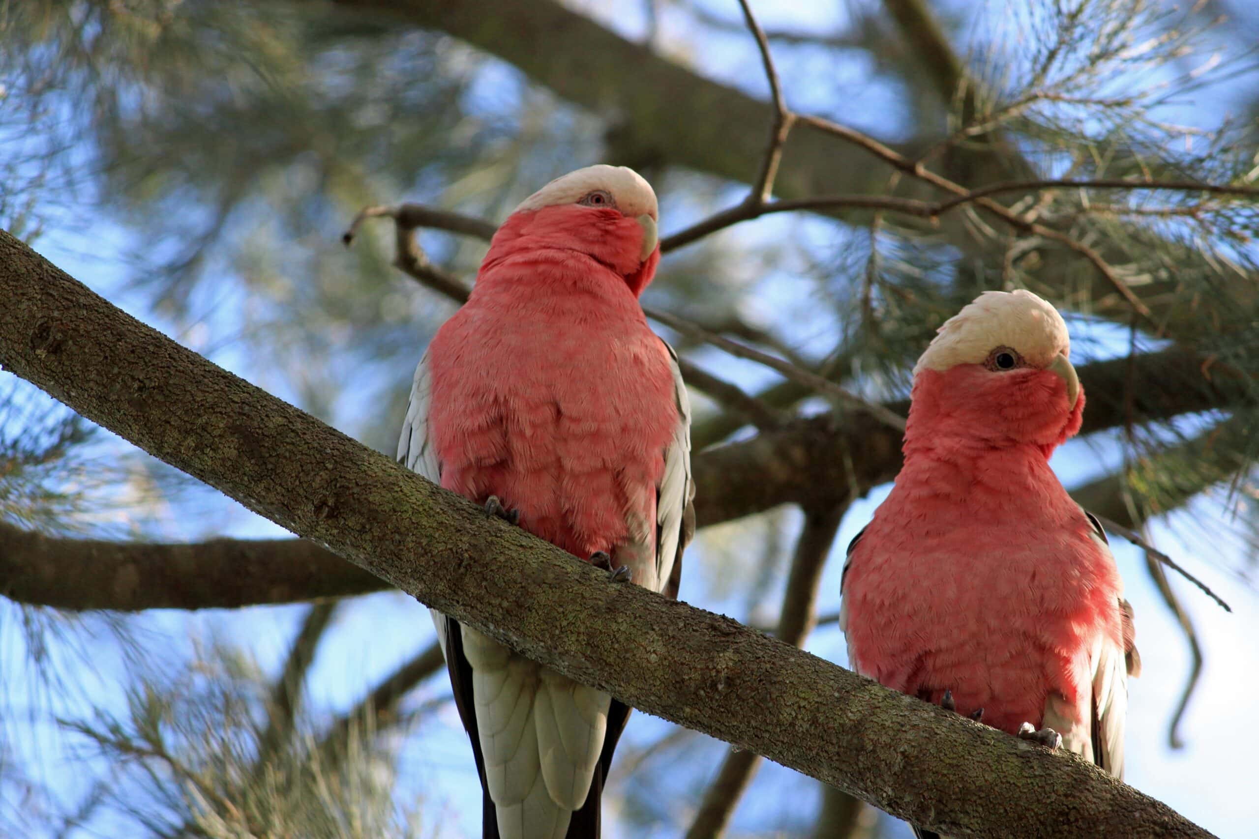 Galah Cockatoos