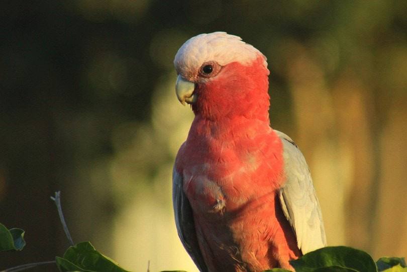 Galah cockatoo Closeup