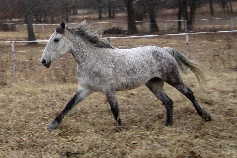 Gallopingbashkircurly-commons wikimedia