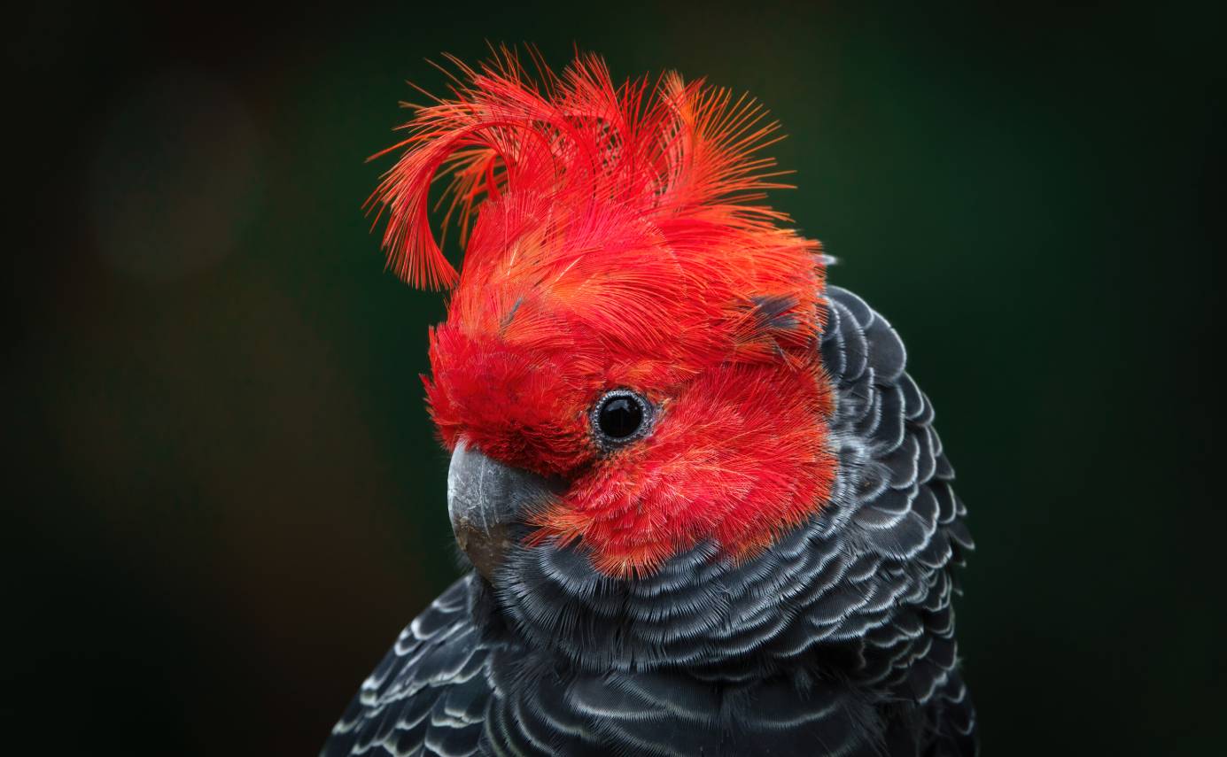 Gang-Gang Cockatoo_ David C Simon_Shutterstock